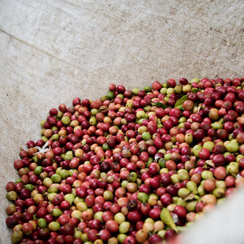Romcaffè Miscela Bianca Blend 1kg Koffiebonen