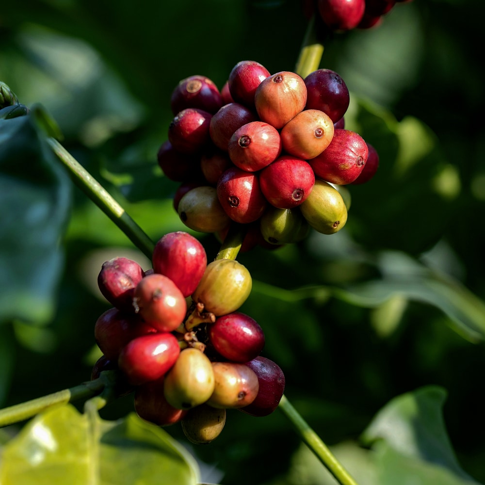 Romcaffè Espresso Bio Blend 1kg Koffiebonen