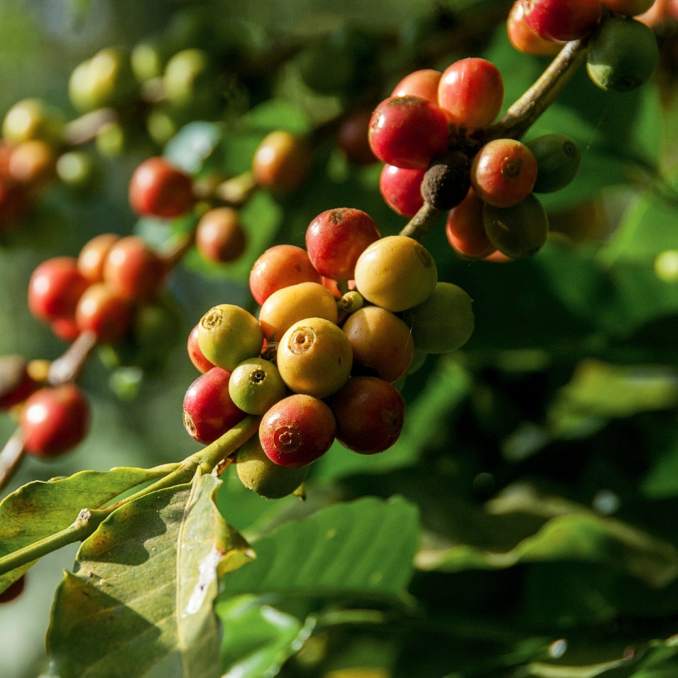 Van Pommeren Blend Medium Roast - Koffiebonen