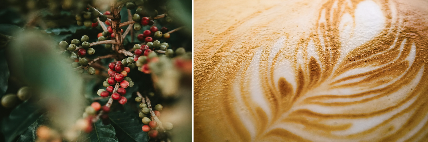 Koffiebonen bewaren, kiezen en begrijpen: zo haal je het meeste uit je koffie