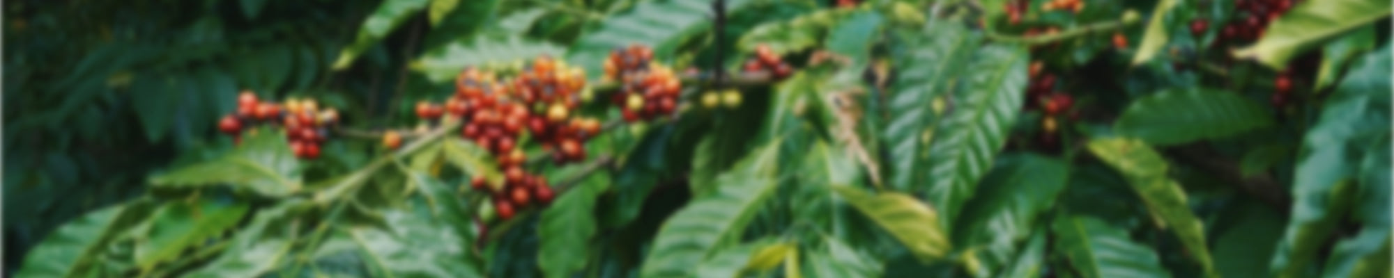 Tijdelijke Selectie Koffie's