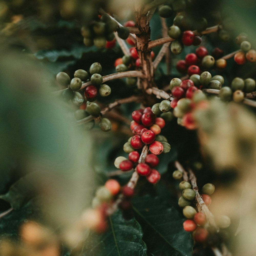 Dibar Mundo Novo Biologische Koffiebonen